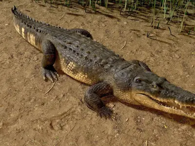 Realistic Crocodile Rig 3D model