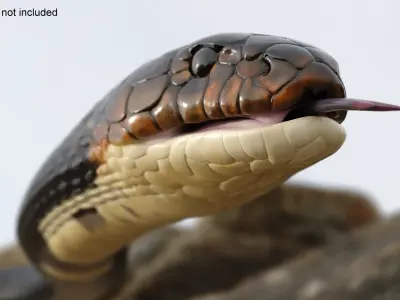  Dark Skin Cobra Crawling Animated Rigged 