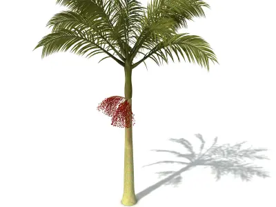 XfrogPlants Alexandra Palm 3D model
