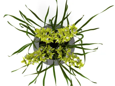 Cymbidium in floor vase 3D model