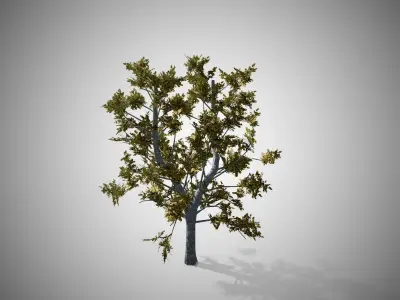 European Linden Fall Tree Low-poly 3D model