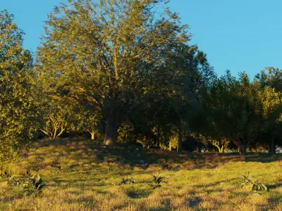 August Forest 3D model