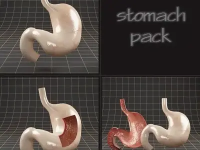 Anatomy stomach PACK 3D model