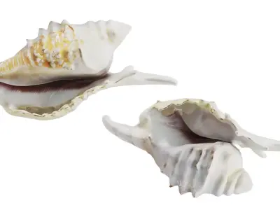 Murex Seashells Collection 3D model