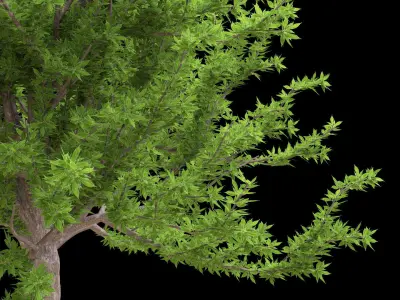 Quercus glauca arakashi free model Free 3D model