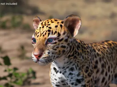  Leopard Cub Clawing Motion Animated Rigged 