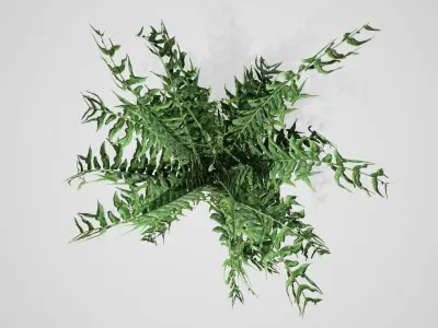 Western Sword Fern bush Low-poly 3D model