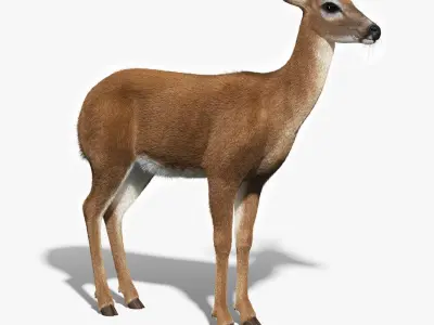  White Tailed Doe(FUR)(ANIMATED) 