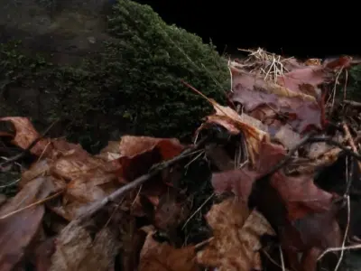 Mossy stone on the forest floor Free 3D model