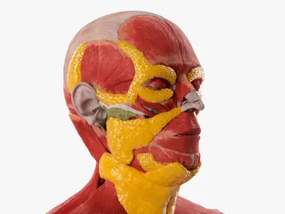  Full-Body Anatomy Model with Muscles and Fat Deposits 