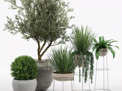 CB2 Set three potted plants 3D model