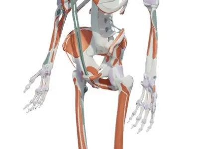  Complete Homan body anatomy male anatomy 