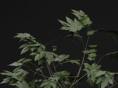 Sapling Tree Low-poly 3D model