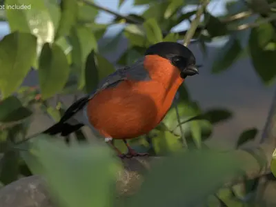  Bullfinch Male Bird Rigged For Maya 
