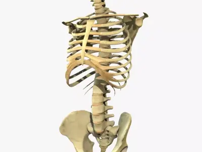 Human Torso Detailed Skeleton 3D model