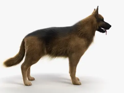  Full Dog Anatomy Animated 