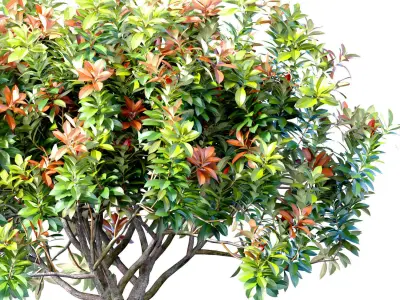 Decorative flowering garden tree shrub in a pot pot vase urn  3D model