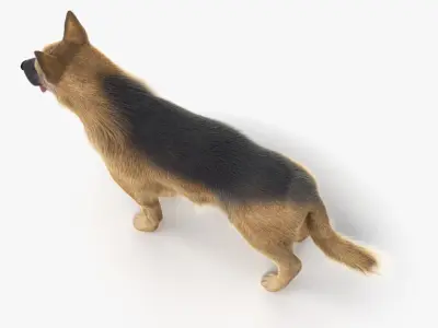 Full Dog Anatomy Animated 