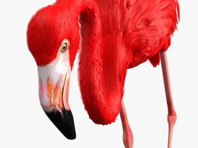  Flamingo Red Tropical Foraging Pose 