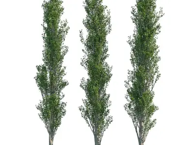 Poplar Pyramidal 15m Summer 3D model