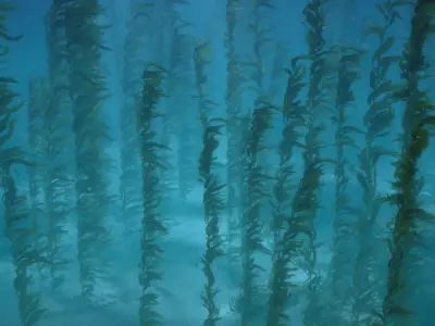  Seaweed Kelp Animated 