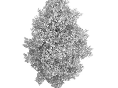 Large-leaved Lime Tree Tilia platyphyllos 3D model