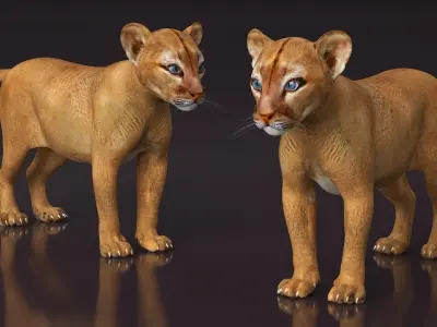  Puma Cub Clawing Motion Animated Rigged 