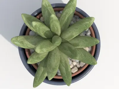 Gasteria Potted Cactus Plant Free 3D model