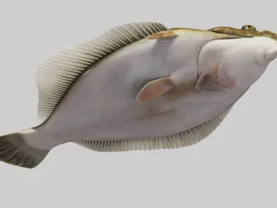  Flatfish Animated 