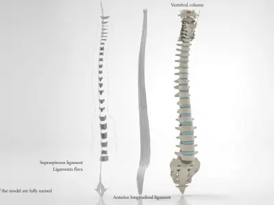 Vertebral Column Anatomy 3D model