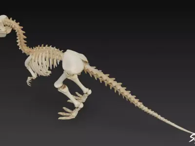 Velociraptor fossil Low-poly 3D model