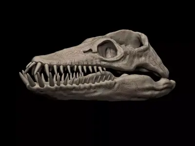 Elasmosaurus Skull 3D print model