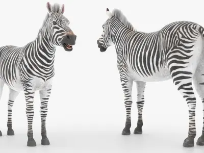  Wild Zebra African Running Animated Fur Rigged For Blender 