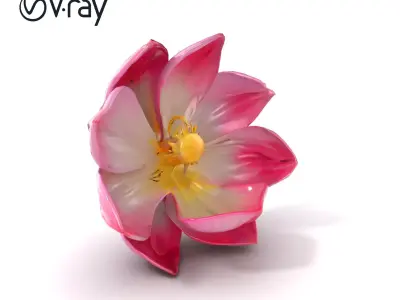 Shimmering Blossom With Panchromatic Petals model pack Low-poly 3D model