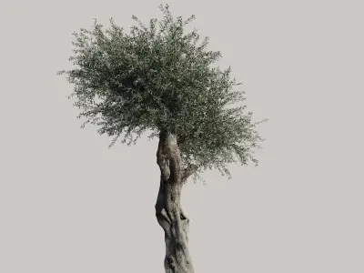 Olive Tree 3D model