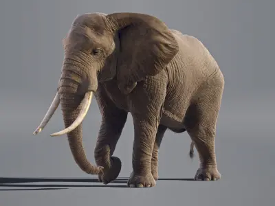  Elephant African Animated 