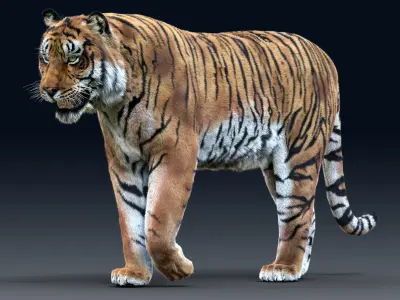  Tiger(Rigged, Fur)_1 