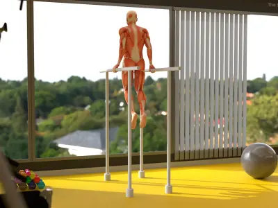  Anatomy Male Muscular System Chest Dip Animated Rigged for Maya 