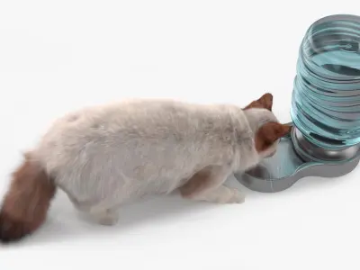  Ragdoll Cat with Pet Drinker Fur for Maya 