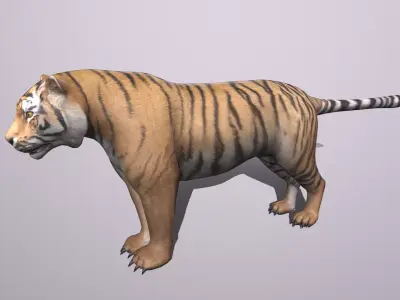 Tiger Low-poly 3D model