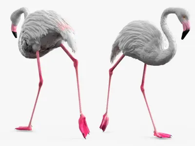  Albino Flamingo Bird White Rigged for Maya 