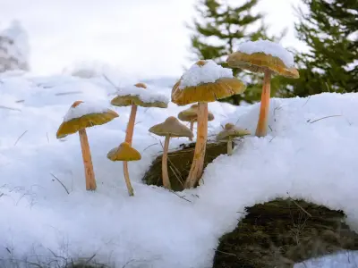 Mushrooms in Snow Low-poly 3D model