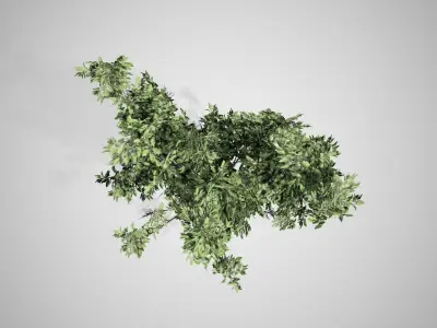 Common Hazel tree Low-poly 3D model