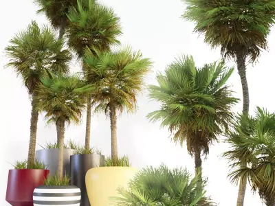 Palm trees 01 3D model