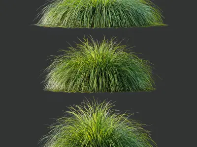 AV Carex Elata Aurea Grass and Kniphofia Caulescens 3D model