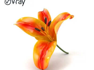 Asiatic Lily Flower Realistic Design model pack Low-poly 3D model