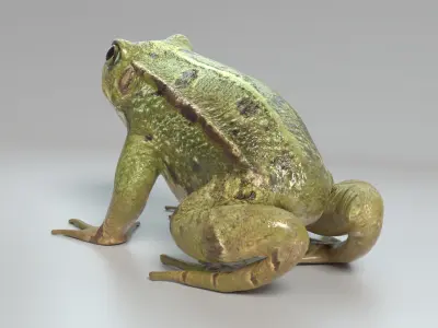  Frog Animated 