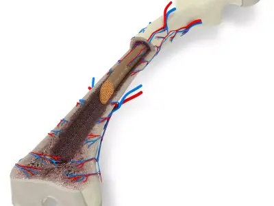Bone Anatomy Low-poly 3D model