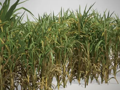 Sugar Cane 3D Models Low-Poly Crops Low-poly 3D model