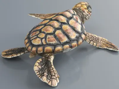  Baby Sea Turtle Brown Walking Rigged For Maya Animated 
